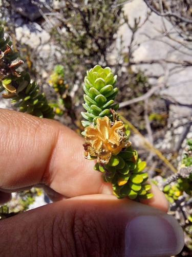 Adenandra obtusata (Adenandra obtusata)