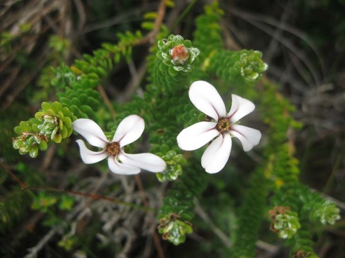 Adenandra obtusata (Adenandra obtusata)
