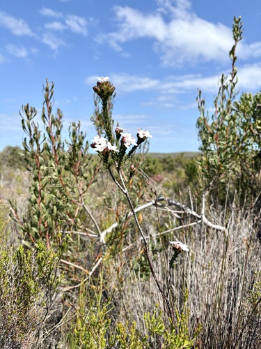 Adenandra odoratissima (Adenandra odoratissima)
