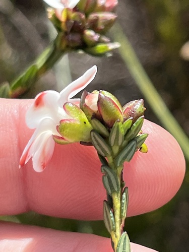 Adenandra odoratissima (Adenandra odoratissima)