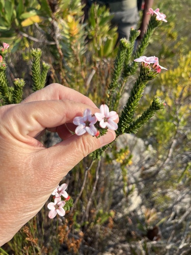 Adenandra odoratissima (Adenandra odoratissima)