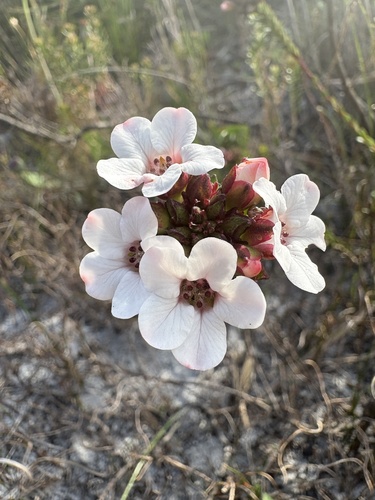 Adenandra odoratissima (Adenandra odoratissima)