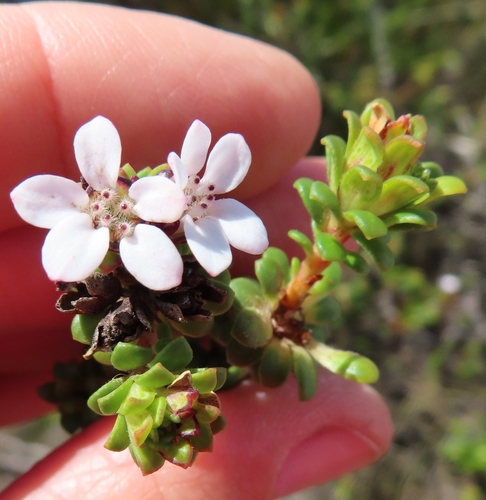 Adenandra rotundifolia (Adenandra rotundifolia)