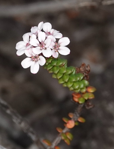 Adenandra rotundifolia (Adenandra rotundifolia)