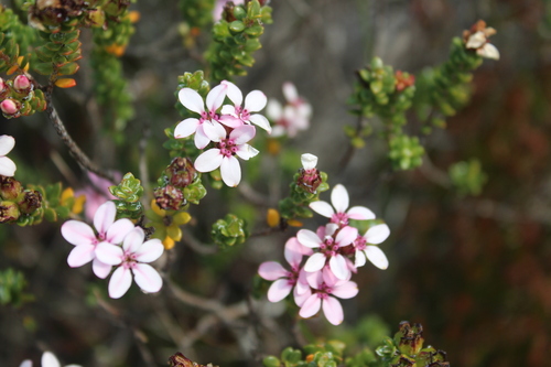 Adenandra rotundifolia (Adenandra rotundifolia)