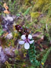 Adenandra rotundifolia (Adenandra rotundifolia)