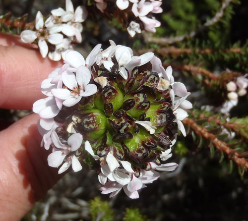 Adenandra rotundifolia (Adenandra rotundifolia)