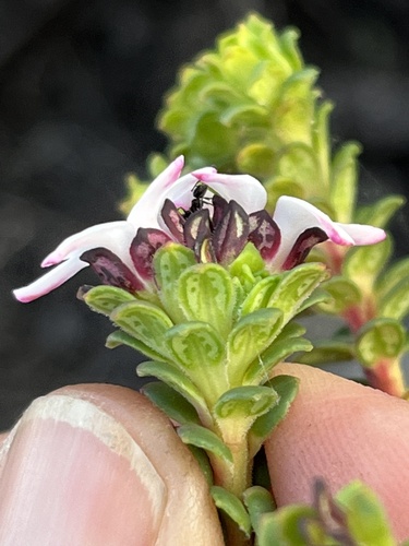 Adenandra rotundifolia (Adenandra rotundifolia)
