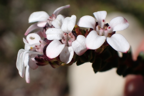 Adenandra rotundifolia (Adenandra rotundifolia)