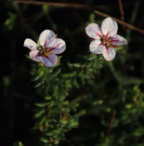 Hairy chinaflower (Adenandra villosa)