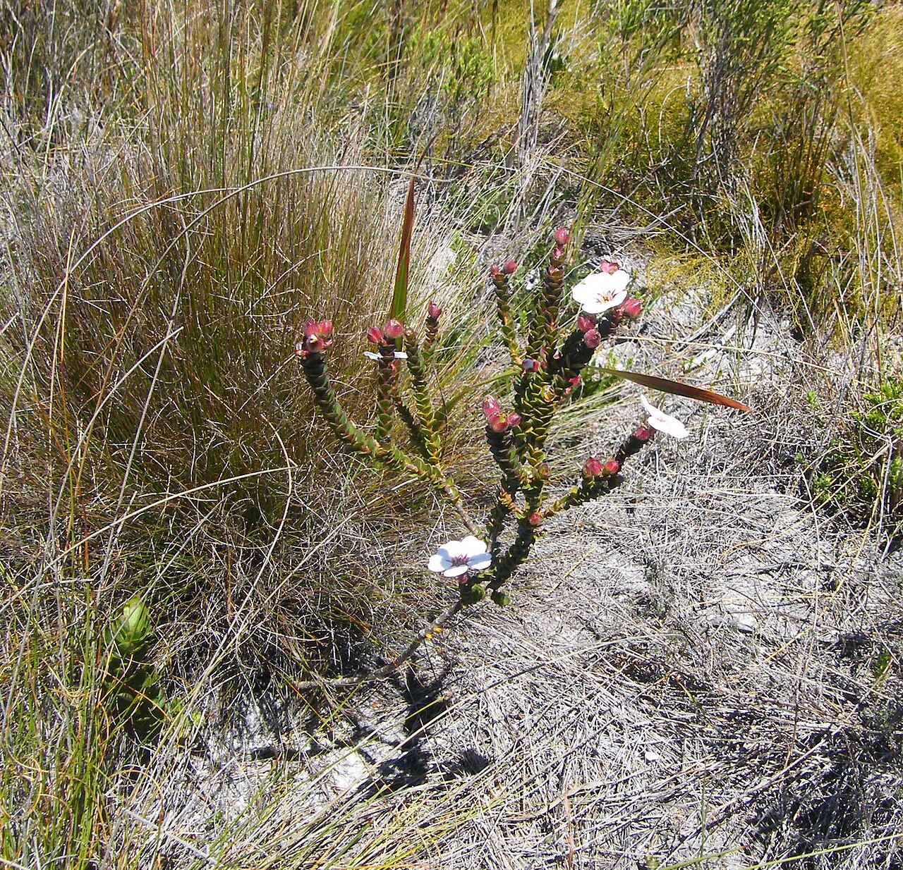 Hairy chinaflower: China Flower, Devil's Peak Cape Town