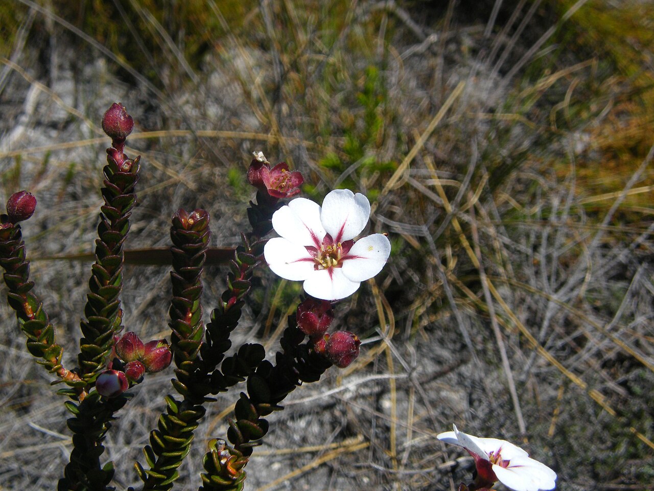 Hairy chinaflower: China Flower