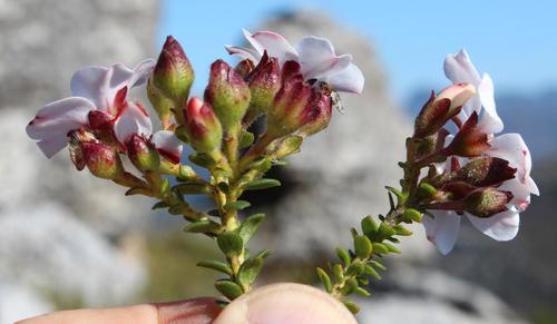 Hairy chinaflower (Adenandra villosa)