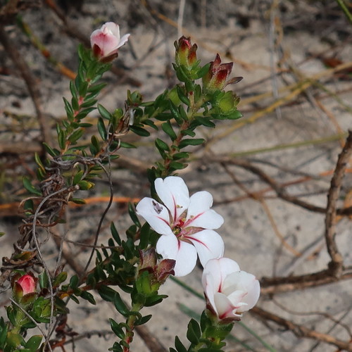 Hairy chinaflower (Adenandra villosa)
