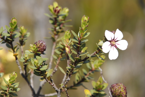 Hairy chinaflower (Adenandra villosa)