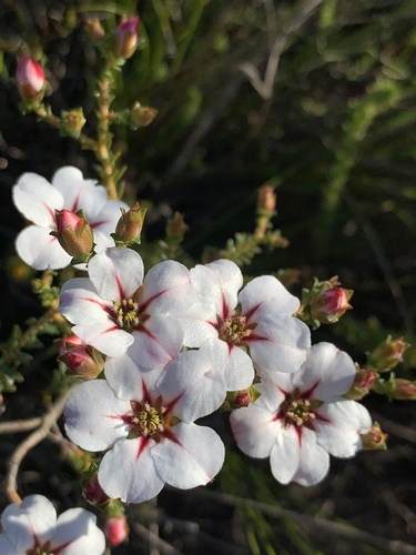 Hairy chinaflower (Adenandra villosa)