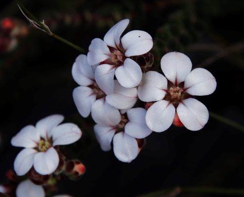 Hairy chinaflower (Adenandra villosa)