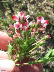Hairy chinaflower (Adenandra villosa)