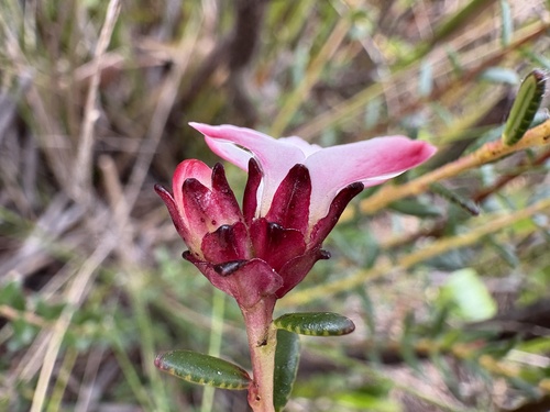 Adenandra viscida (Adenandra viscida)