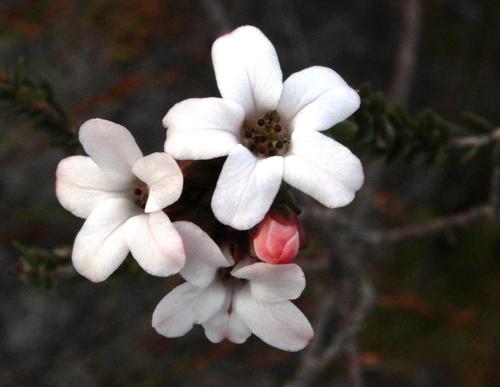 Adenandra viscida (Adenandra viscida)