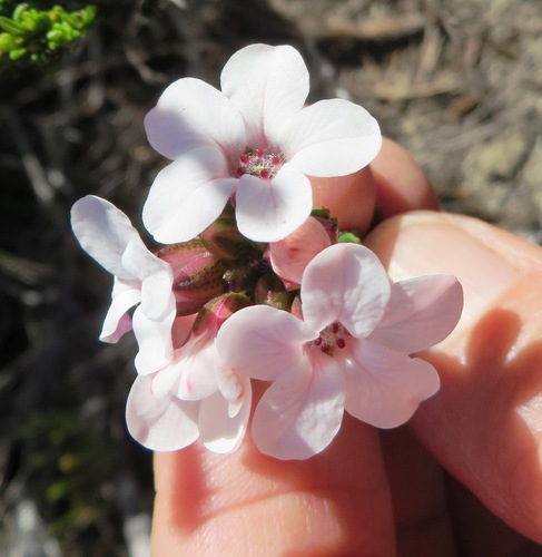 Adenandra viscida (Adenandra viscida)