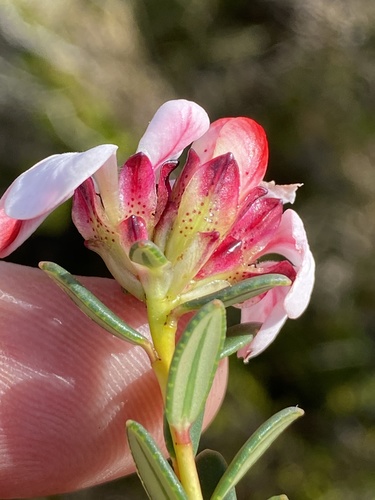 Adenandra viscida (Adenandra viscida)
