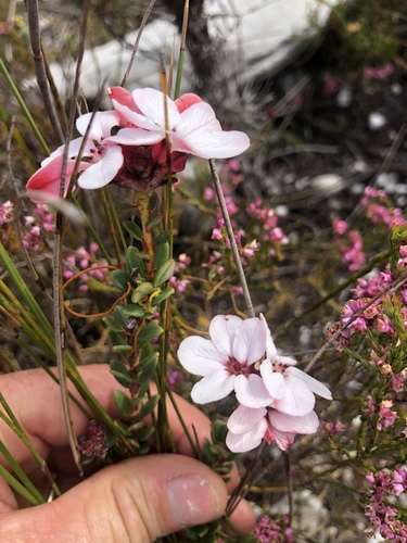 Adenandra viscida (Adenandra viscida)
