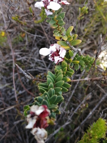 Adenandra viscida (Adenandra viscida)