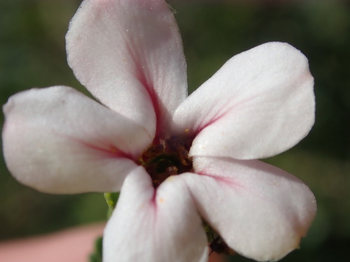 Adenandra viscida (Adenandra viscida)