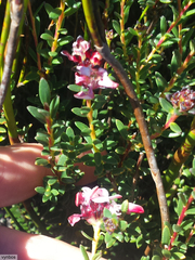 Adenandra viscida (Adenandra viscida)