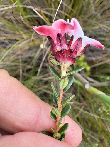 Adenandra viscida (Adenandra viscida)