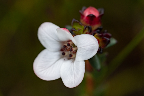 Adenandra viscida (Adenandra viscida)