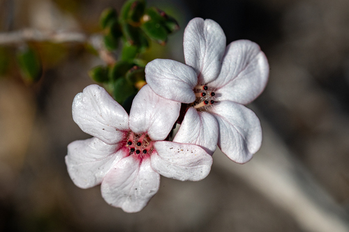 Adenandra viscida (Adenandra viscida)