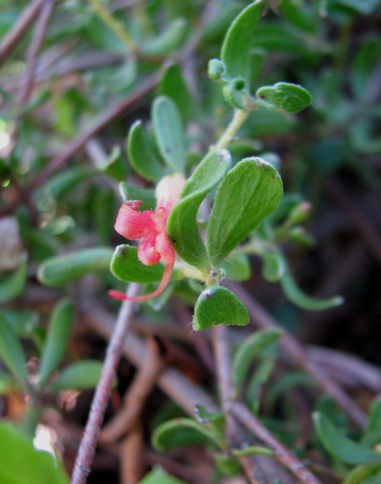 Adenanthos glabrescens: Adenanthos glabrescens subsp. exasperatus (cultivated, labelled) Australian National Botanic Gardens, Canberra, Australia