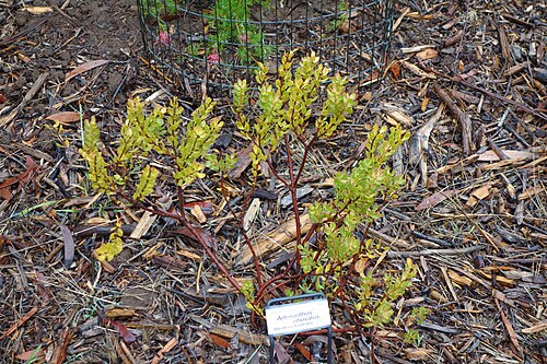 Adenanthos obovatus: Botanical specimen in the UC Santa Cruz Arboretum at the University of California, Santa Cruz - 1156 High Street, Santa Cruz, California, USA.