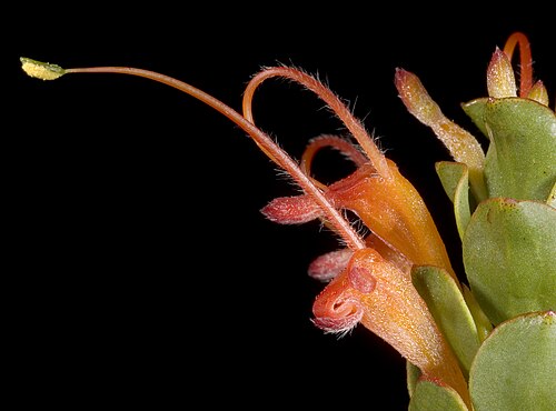 Adenanthos obovatus: KRT3241