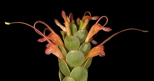 Adenanthos obovatus: KRT3241
