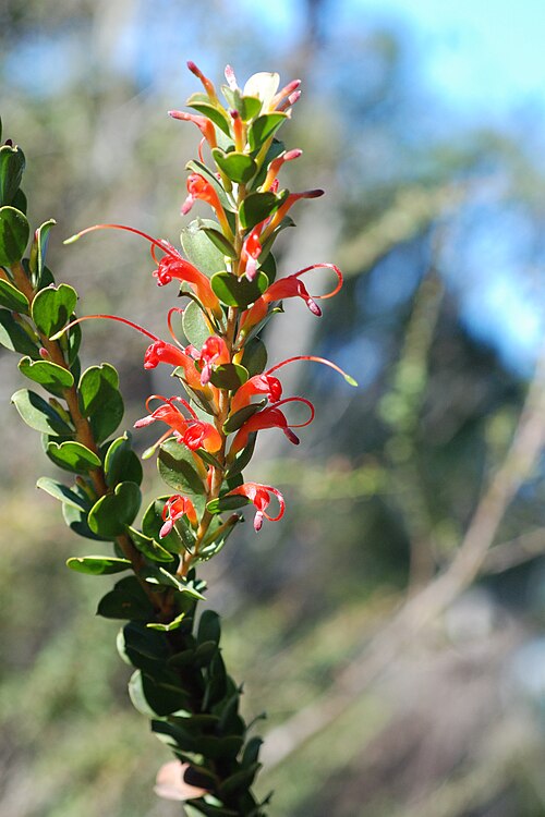 Adenanthos obovatus: Proteaceae: Adenanthos Adenanthos obovatus Labill. Basket Flower This is a plant that grows from Perth, down the coast to Albany. It can have red , orange or re
