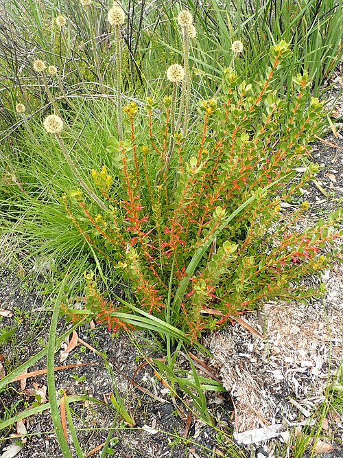 Adenanthos obovatus: Adenanthos obovatus near the Denmark-Mount Barker Road, about 11 km north of Denmark, Western Australia