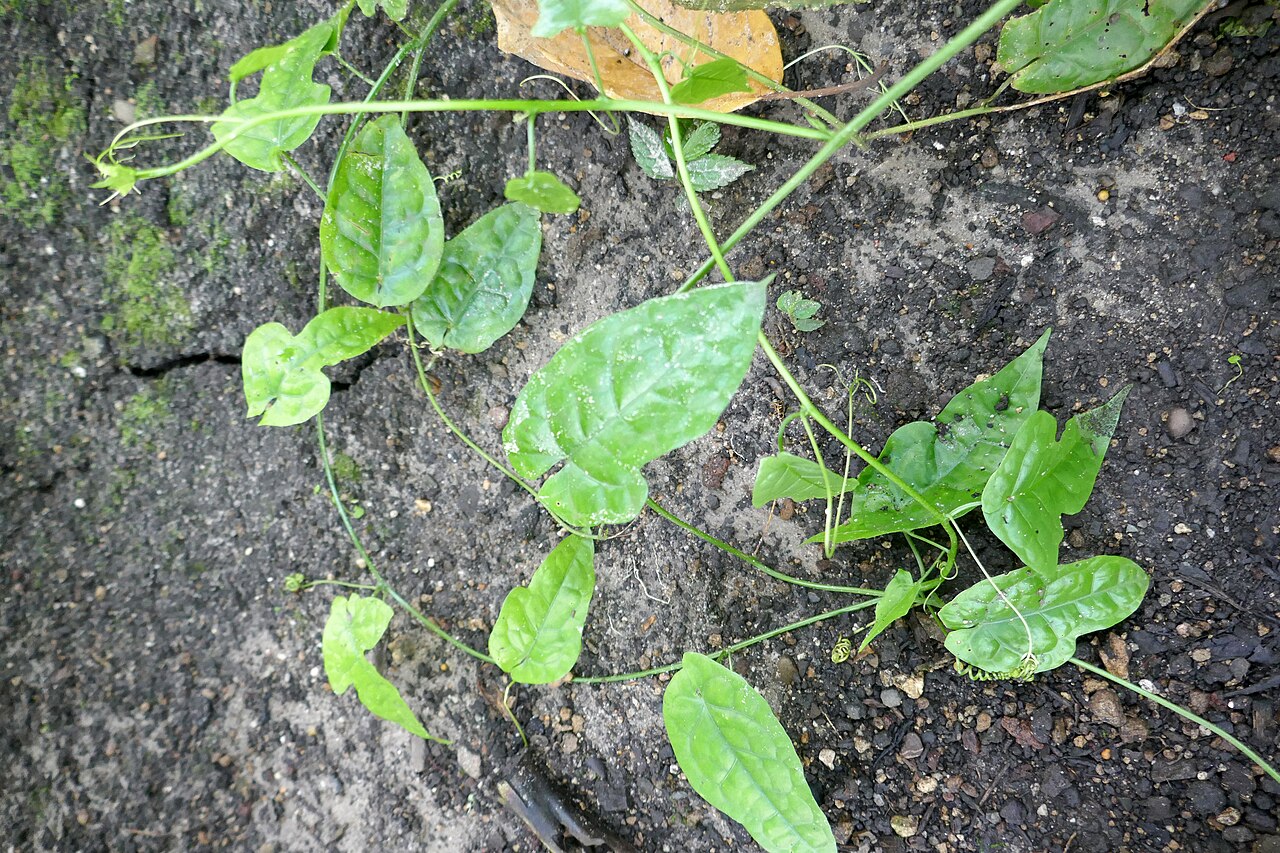 Adenia lobata: Adenia lobata (Jacq.) Engl. yaa (Congo Brazz.) : mudzuma bolindo (D.R. Congo) : bnomoké ogowe (Gabon) : mubola Afrique tropicale. Jardin botanique Meise