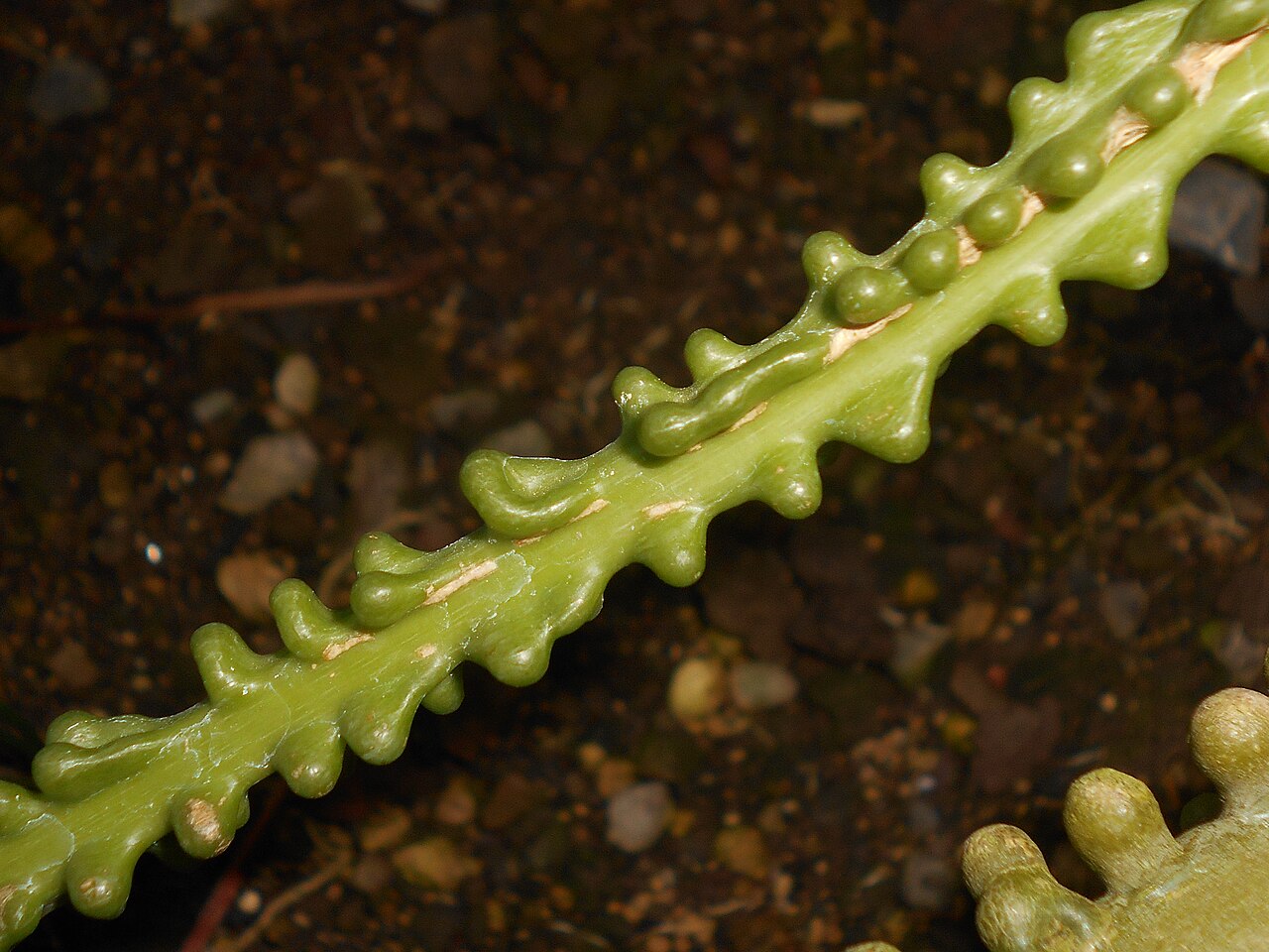Adenia lobata: Adenia lobata , Botanischer Garten Berlin.