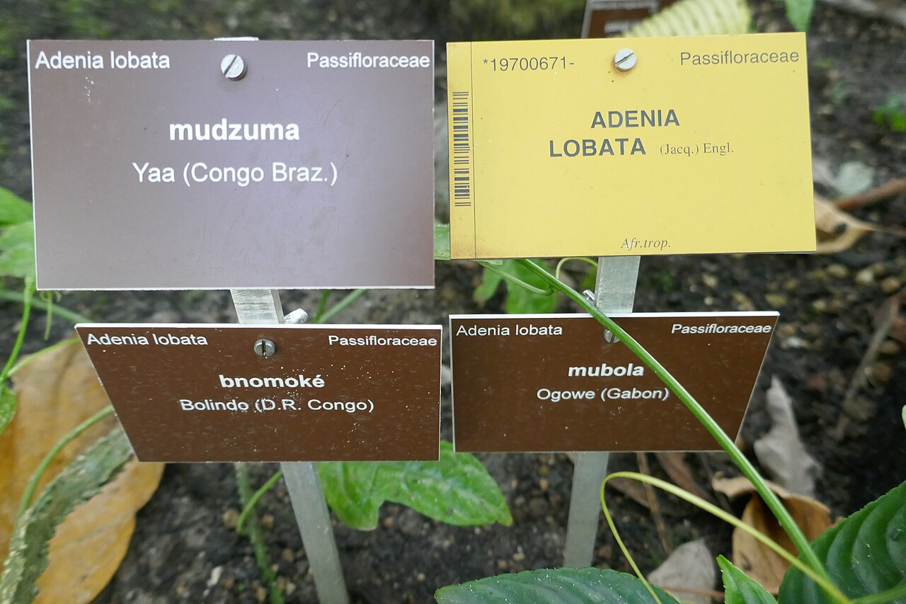 Adenia lobata: Adenia lobata (Jacq.) Engl. yaa (Congo Brazz.) : mudzuma bolindo (D.R. Congo) : bnomoké ogowe (Gabon) : mubola Afrique tropicale. Jardin botanique Meise