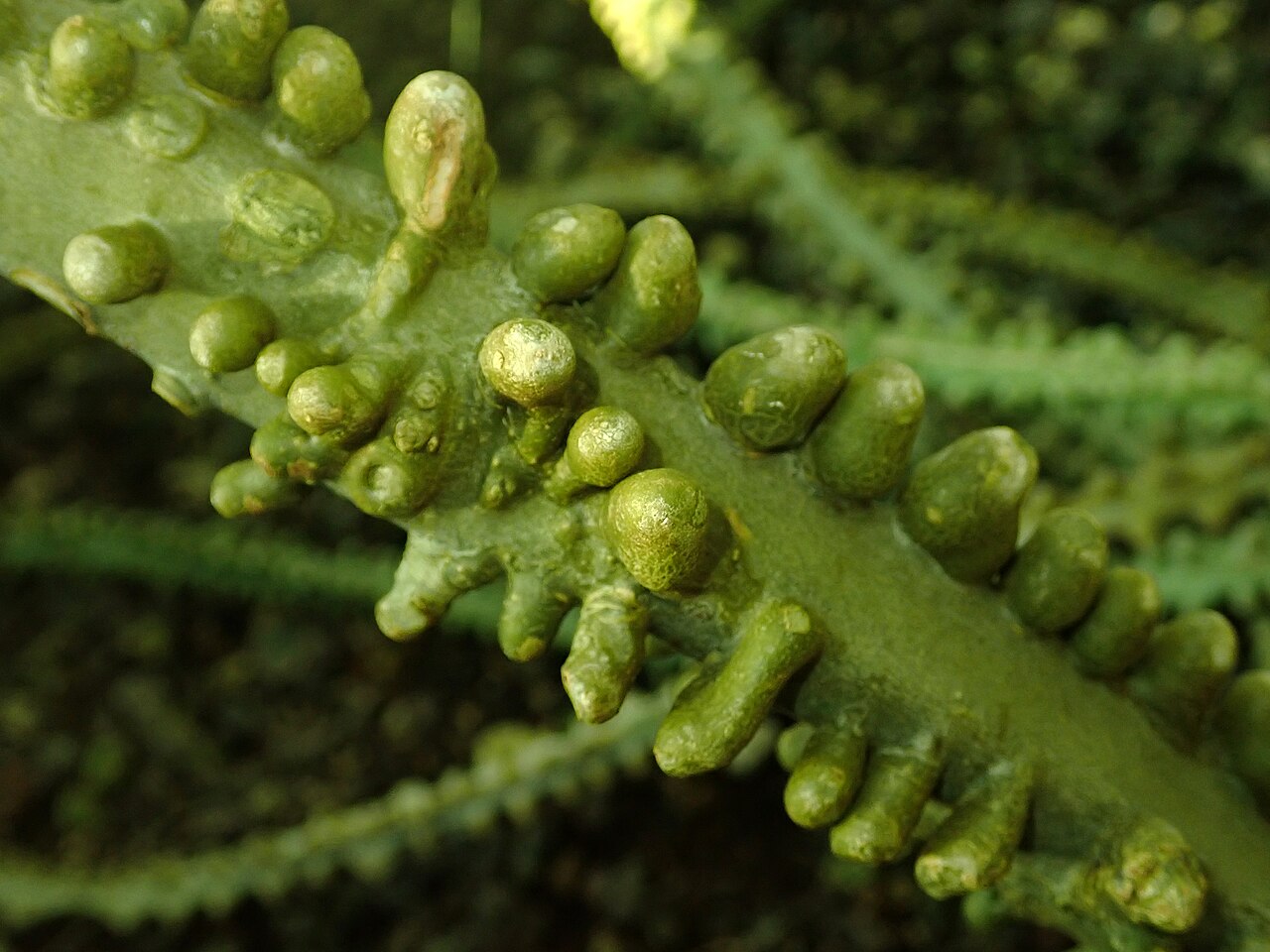 Adenia lobata: Adenia lobata , botanical garden in Berlin.
