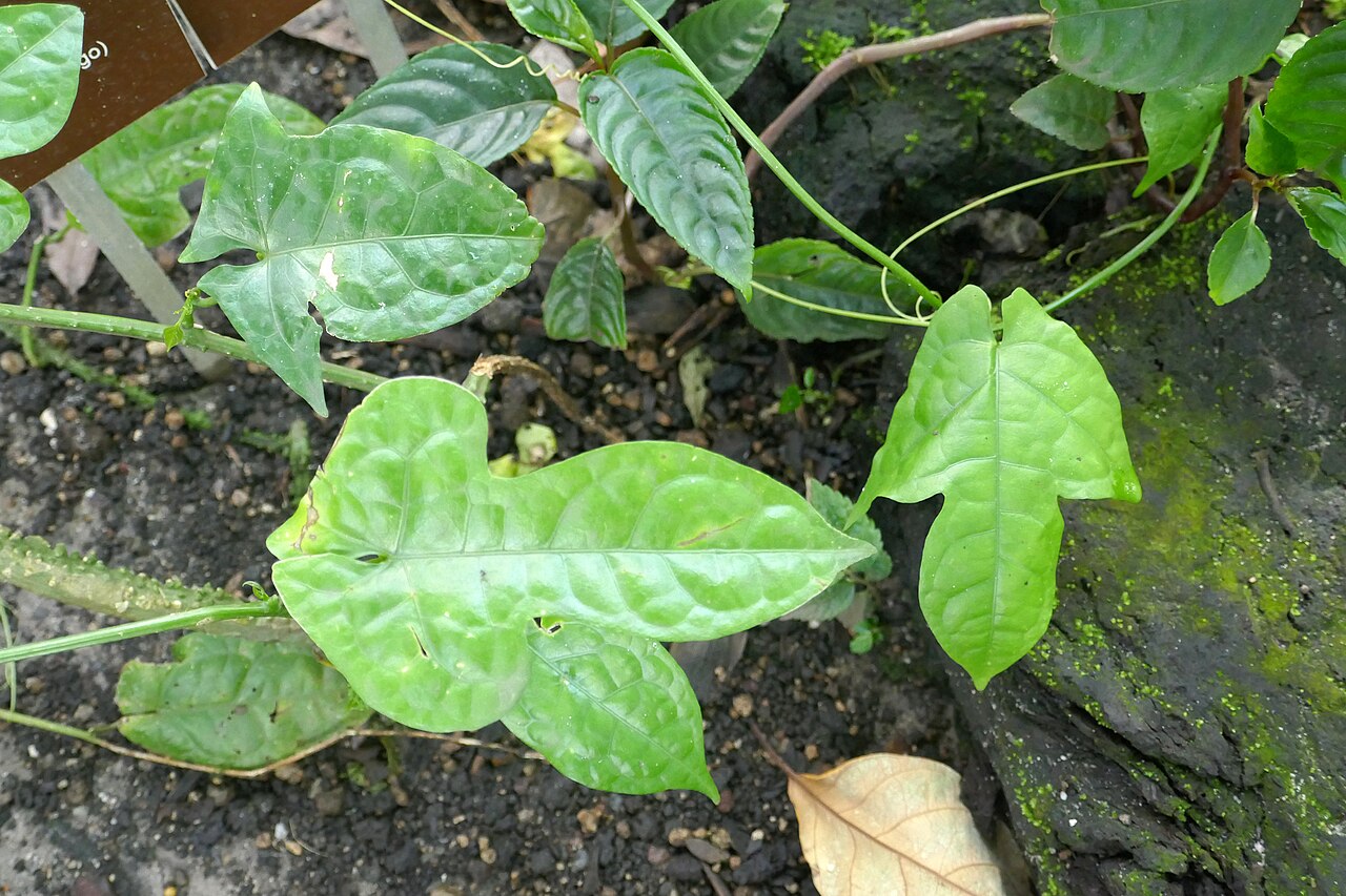Adenia lobata: Adenia lobata (Jacq.) Engl. yaa (Congo Brazz.) : mudzuma bolindo (D.R. Congo) : bnomoké ogowe (Gabon) : mubola Afrique tropicale. Jardin botanique Meise