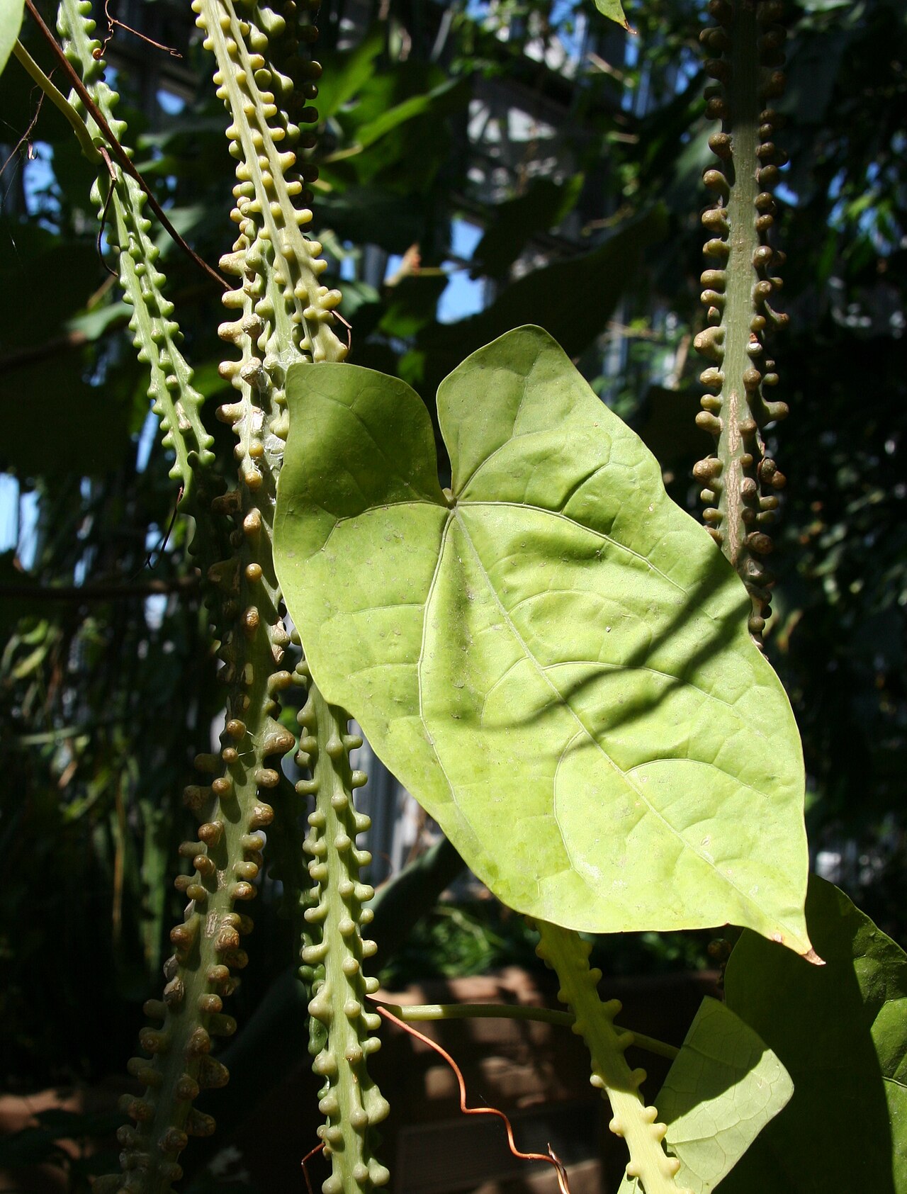 Adenia lobata: Adenia lobata im Botanischen Garten Berlin
