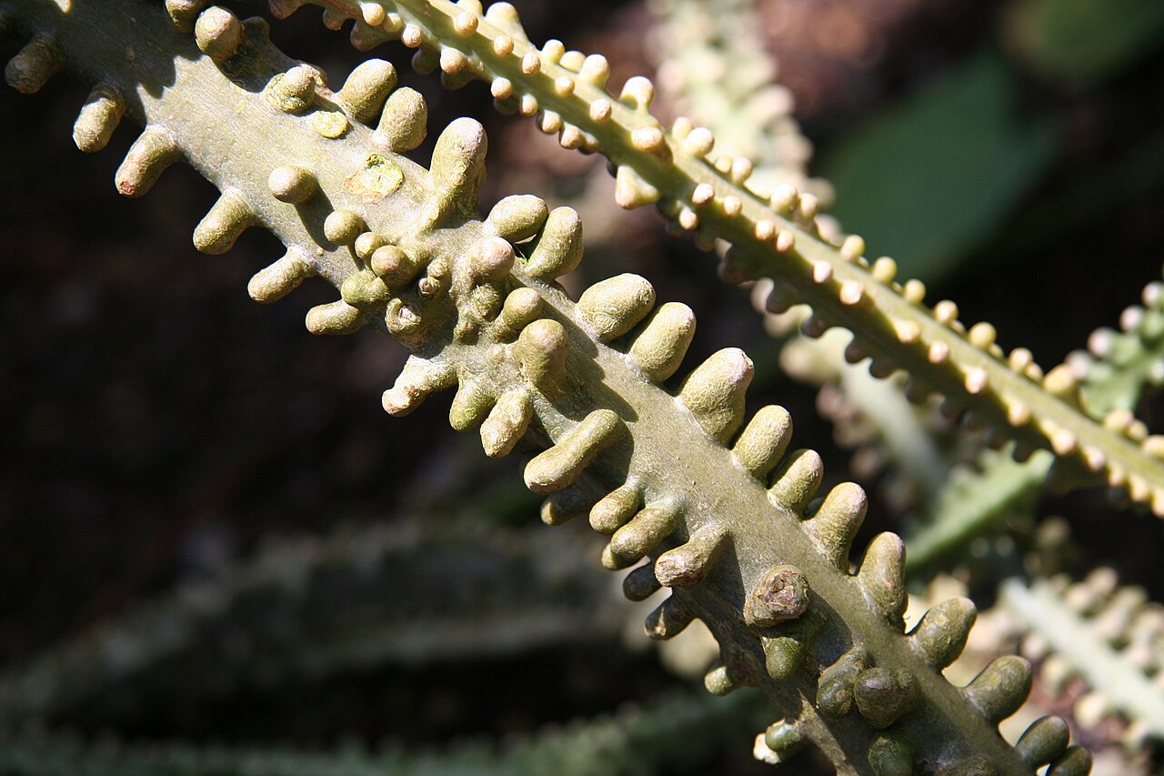Adenia lobata: Adenia lobata im Botanischen Garten Berlin