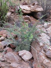 Spiny greenstem (Adenia spinosa)