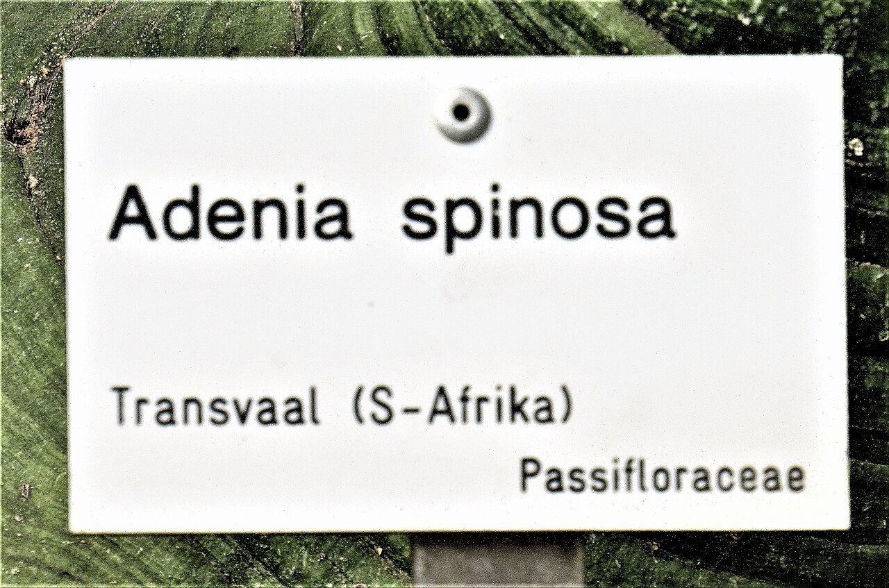 Spiny greenstem: Infotafel Adenia spinosa