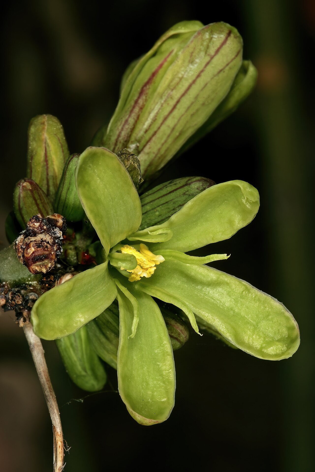 Spiny greenstem: Adenia spinosa , male flowers; Kirstenbosch National Botanical Garden, Cape Town, Western Cape, South Africa