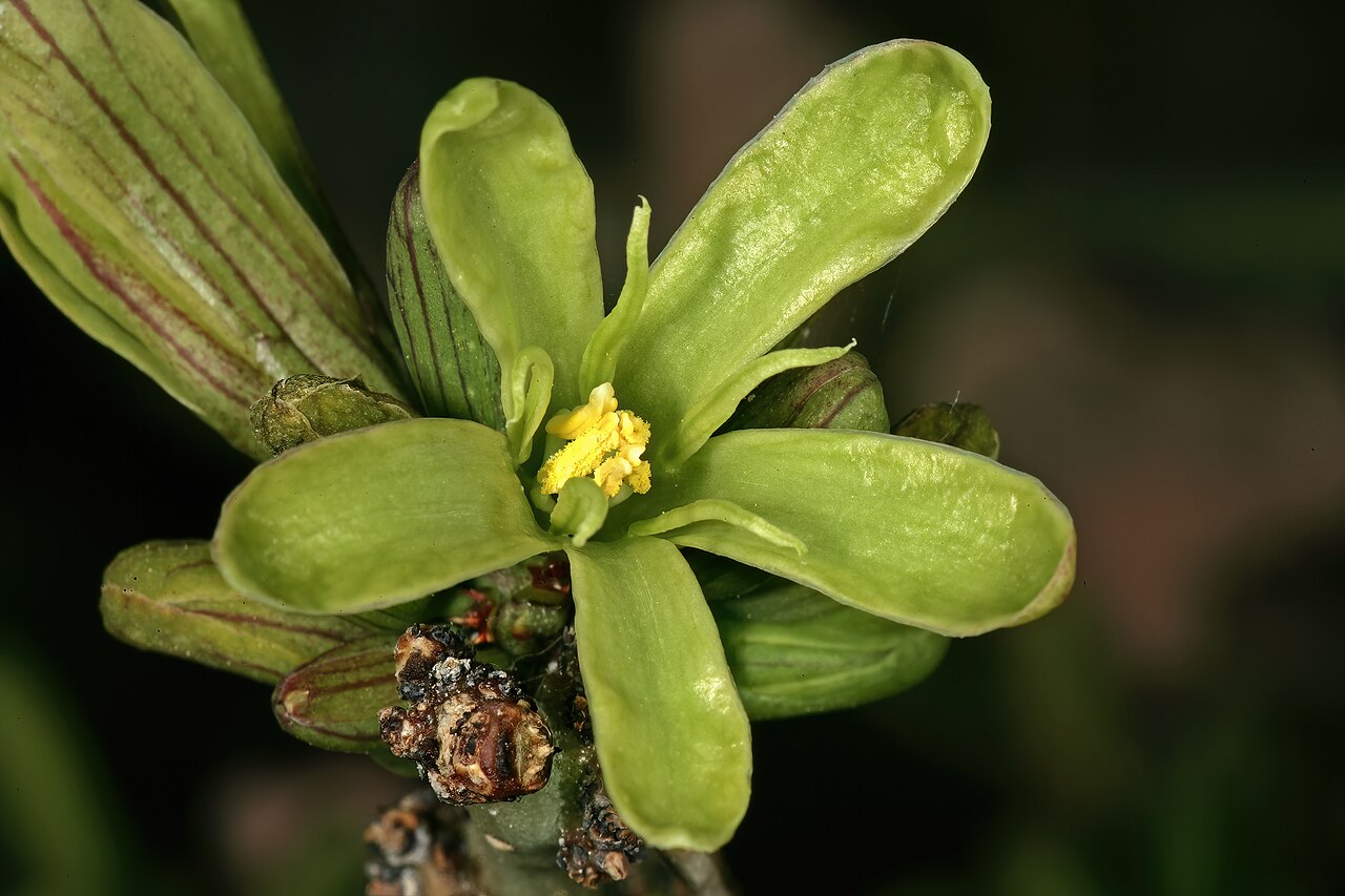 Spiny greenstem: Adenia spinosa , male flowers; Kirstenbosch National Botanical Garden, Cape Town, Western Cape, South Africa
